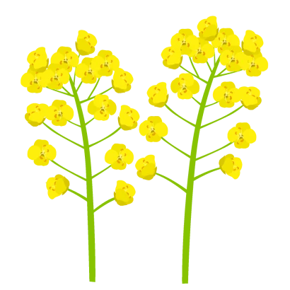 菜の花（２本）