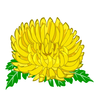 黄色の菊