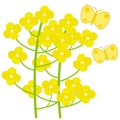 菜の花とちょうちょ