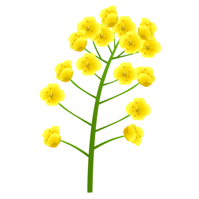 菜の花（１本）