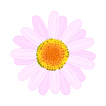 薄ピンクヒナギク