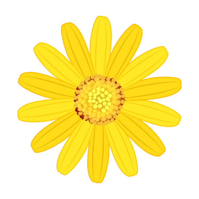 黄色マーガレットの花