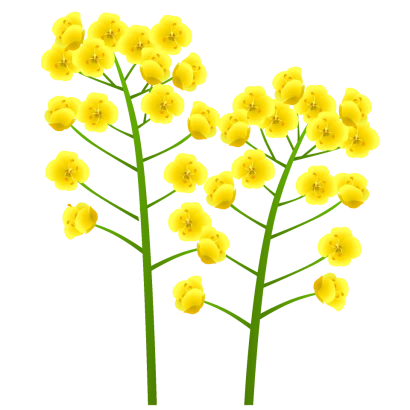 菜の花（２本）