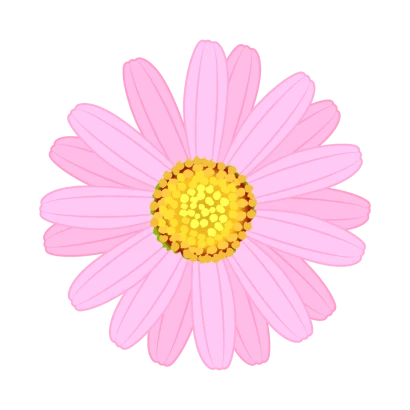 ピンク色マーガレットの花