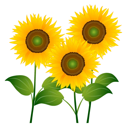 ３本のひまわり花