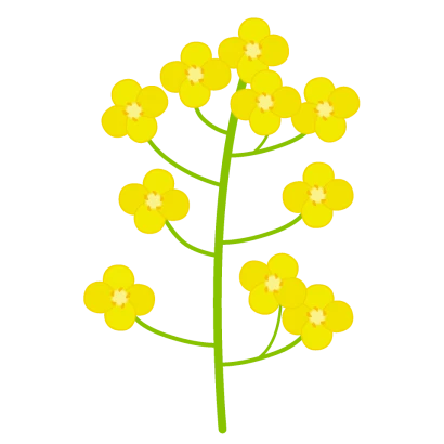 シンプルな菜の花