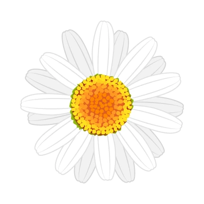 ヒナギク
