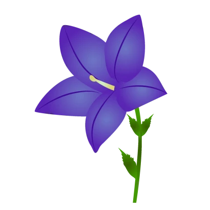桔梗の花