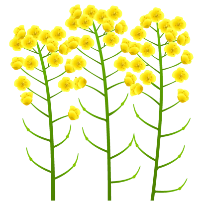 菜の花（３本）