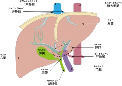 肝臓のイラスト