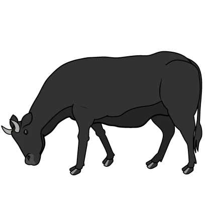 草を食べる黒牛のイラスト