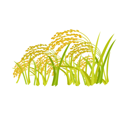 黄金色に実った稲穂のイラスト