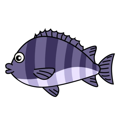 イシダイのイラスト